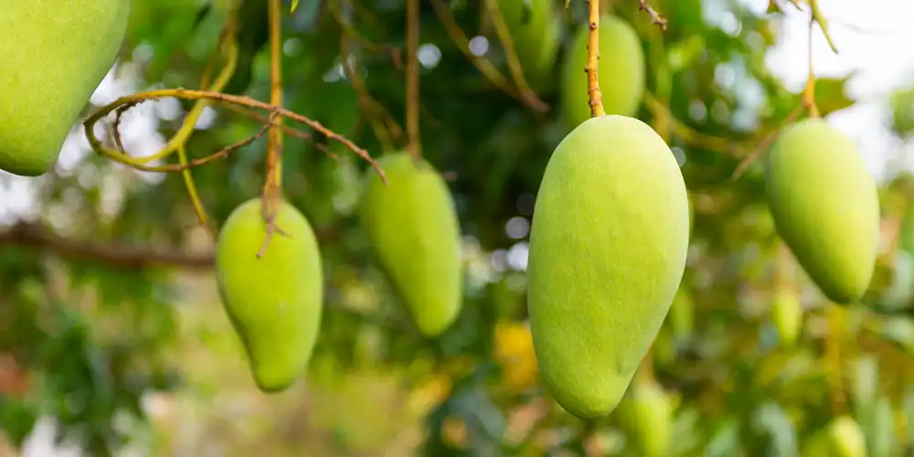 Pakistani Mangoes